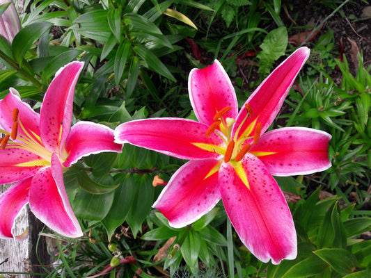 Lily Your Garden Specialist