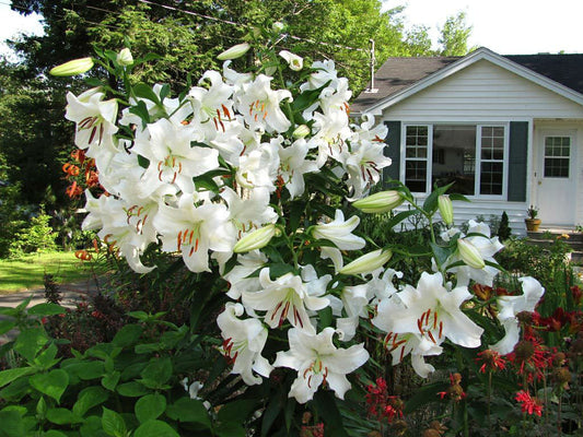 Create Your Dream Garden