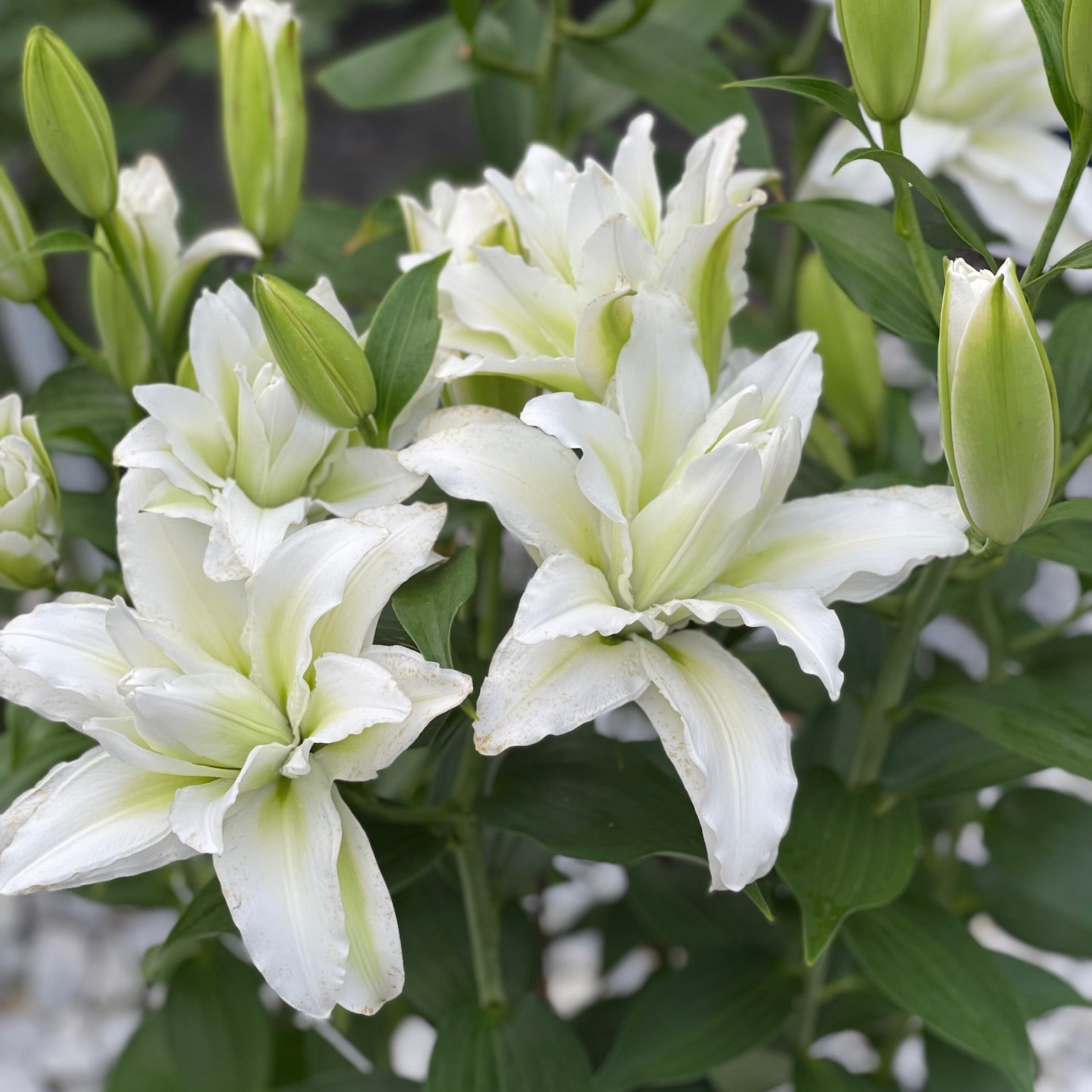 mistress lily white Roselily Ms Lucy – www.yourgardenspecialist.com