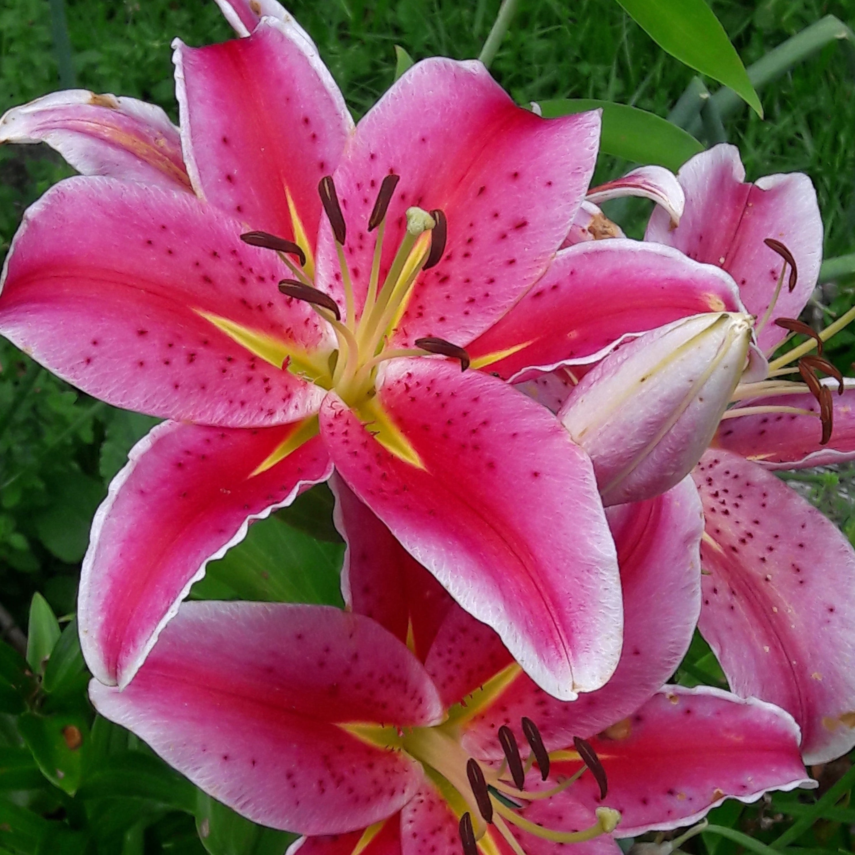 stargazer lily vs tiger lily Stargazer Lily – www.yourgardenspecialist.com