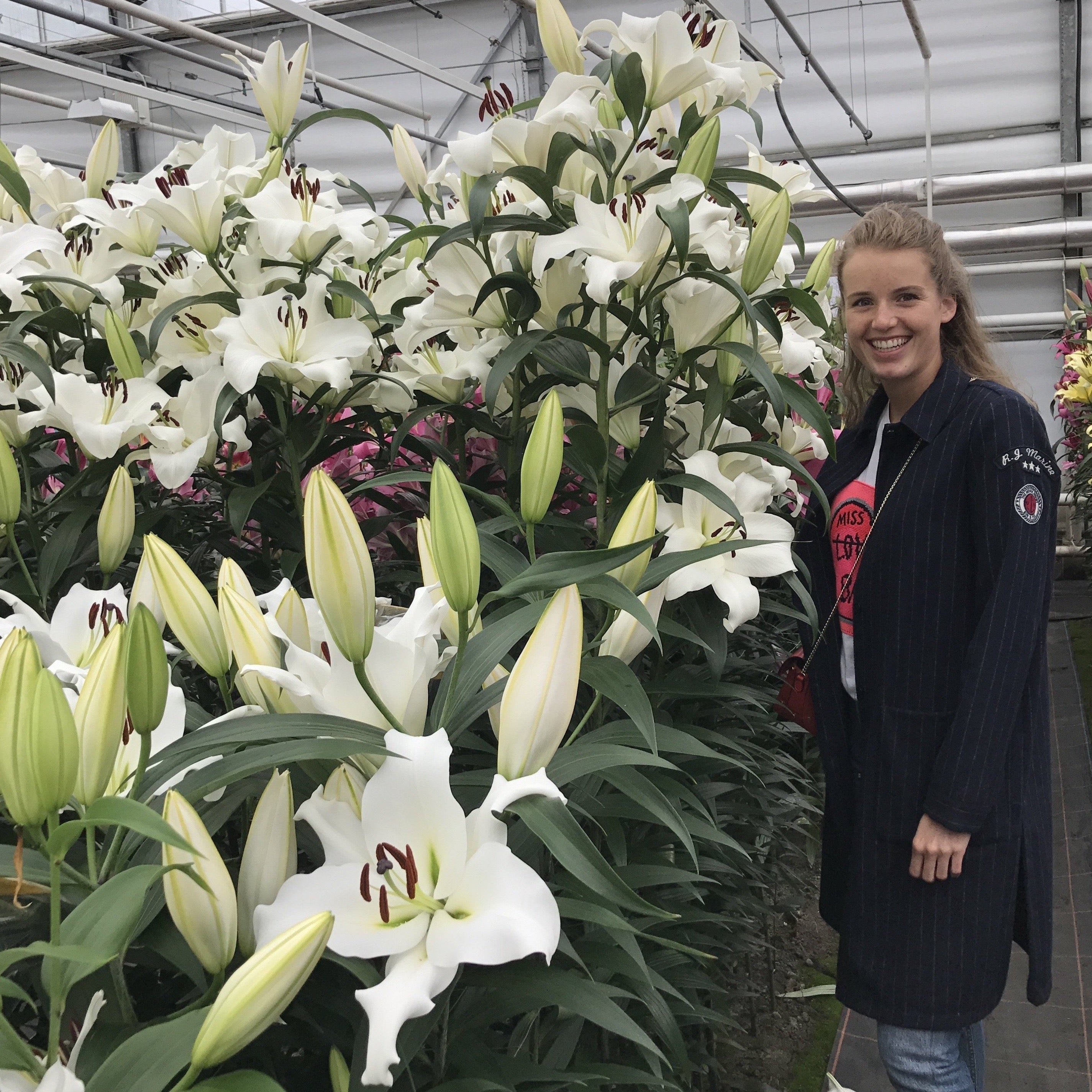 Tree Lily White  www.yourgardenspecialist.com
