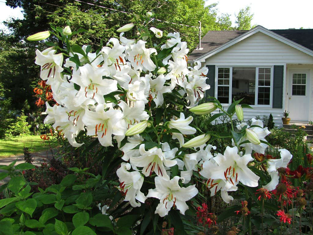 Create Your Dream Garden