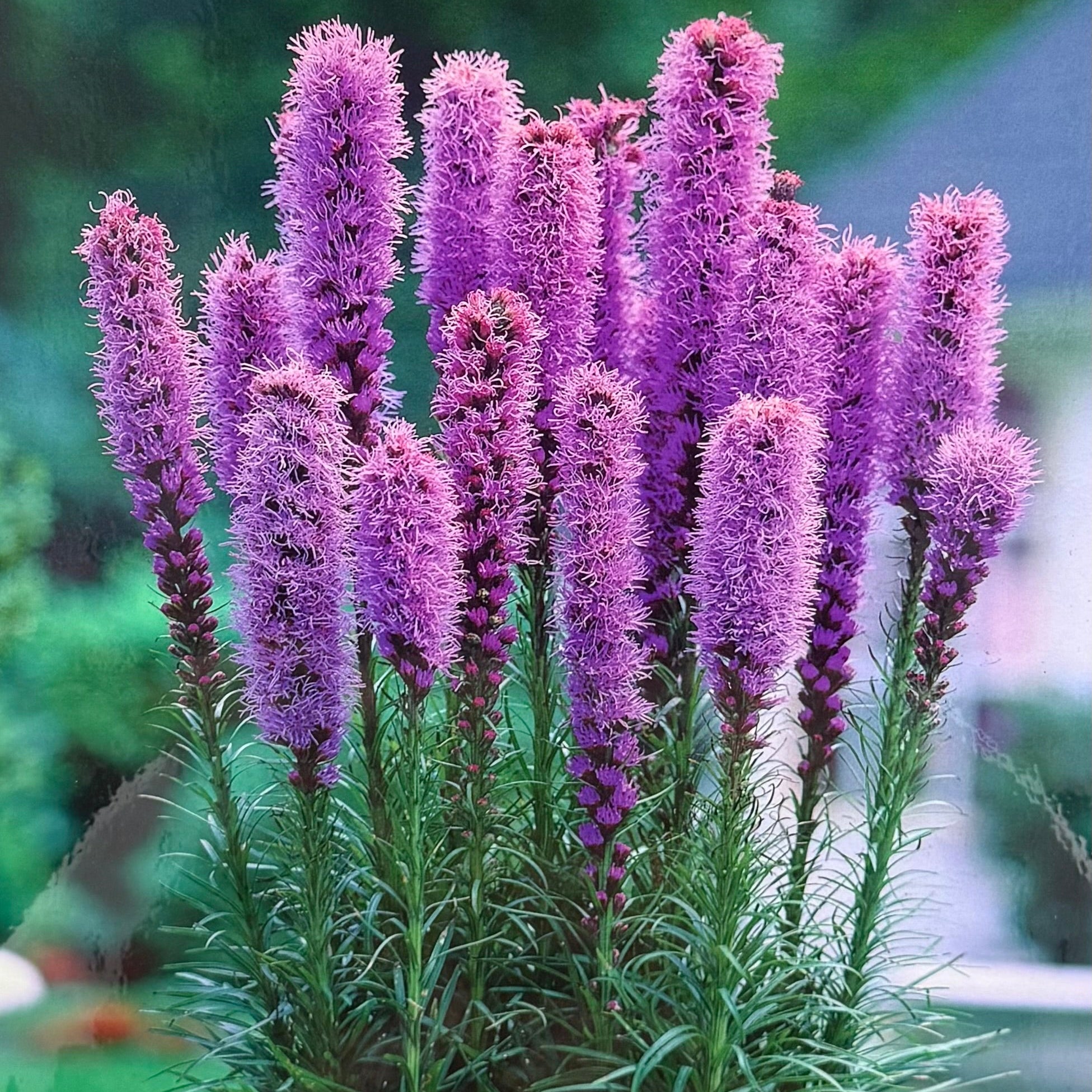 Liatris Spicata