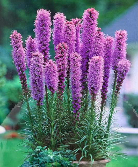 Liatris Spicata