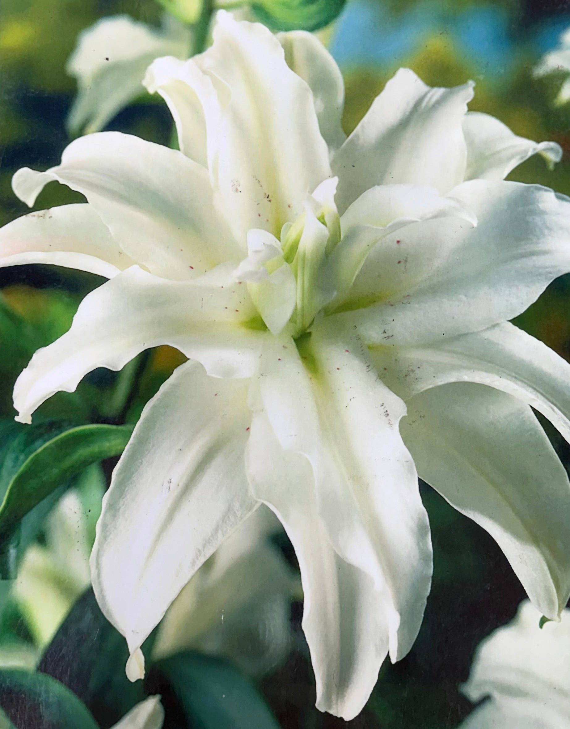 ｌｉｌｙ ｒｏｓｅ さま Roselily Ms Lucy – www.yourgardenspecialist.com