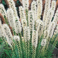 Liatris Alba