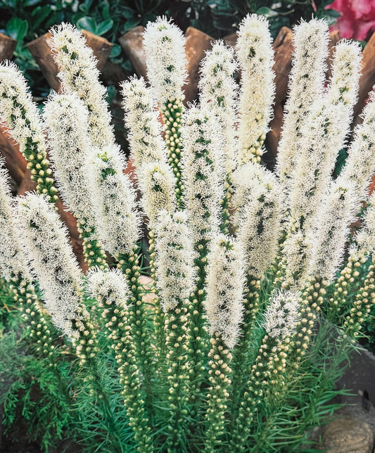 Liatris Alba