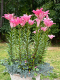 Pink Lily - pots & container