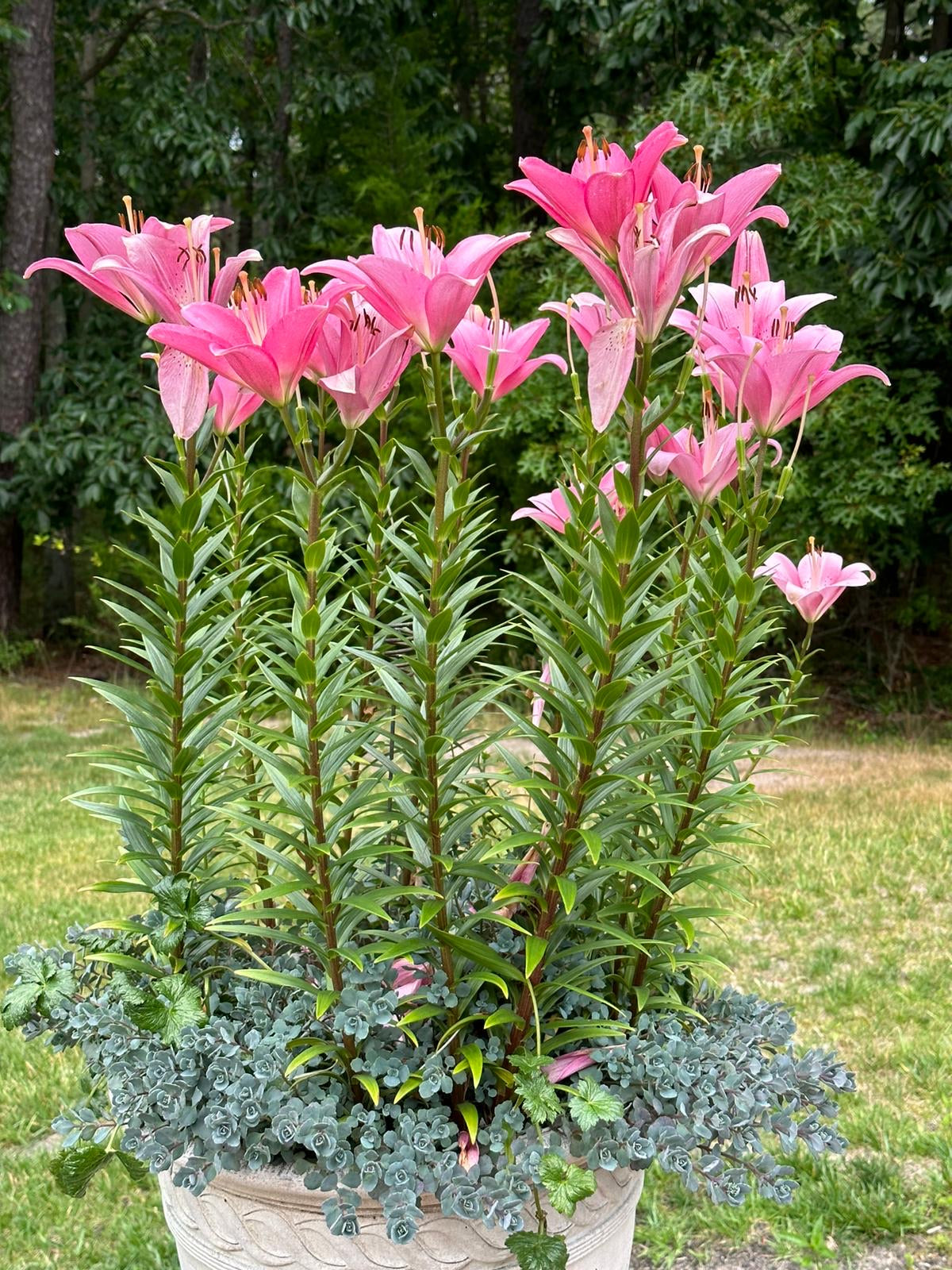 Pink Lily - pots & container