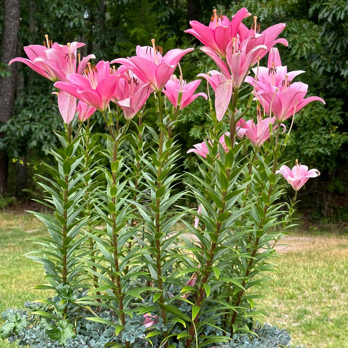 Pink Lily - pots & container