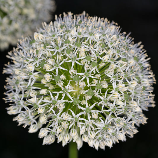 Allium White Giant