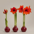 Red Amaryllis Waxed