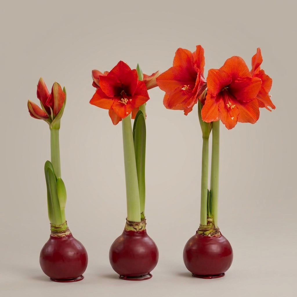 Red Amaryllis Waxed