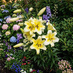 Creamy-yellow Conca D'Or lily flowers with a golden center