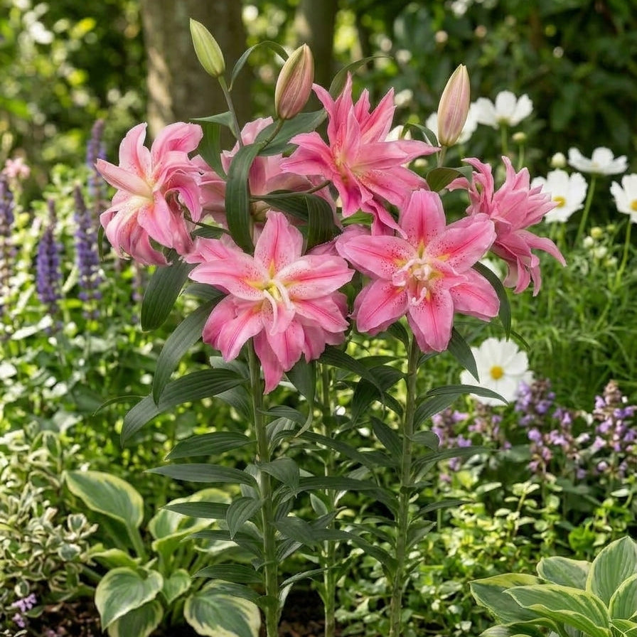Double Roselily Felicia flowers with layered rose-like petals