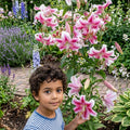 Tall Tree Lily Anastasia with pink and white fragrant blooms