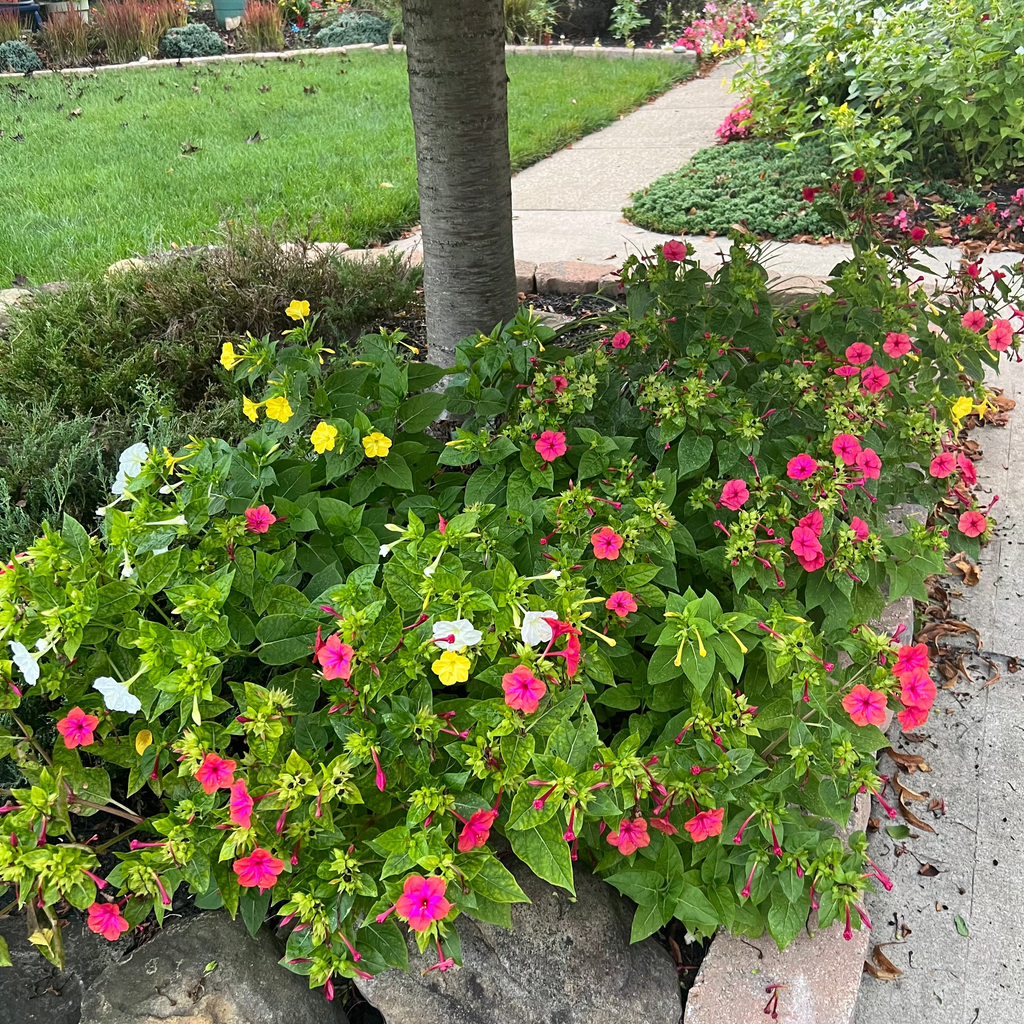 Wonderflowers (Mirabilis)