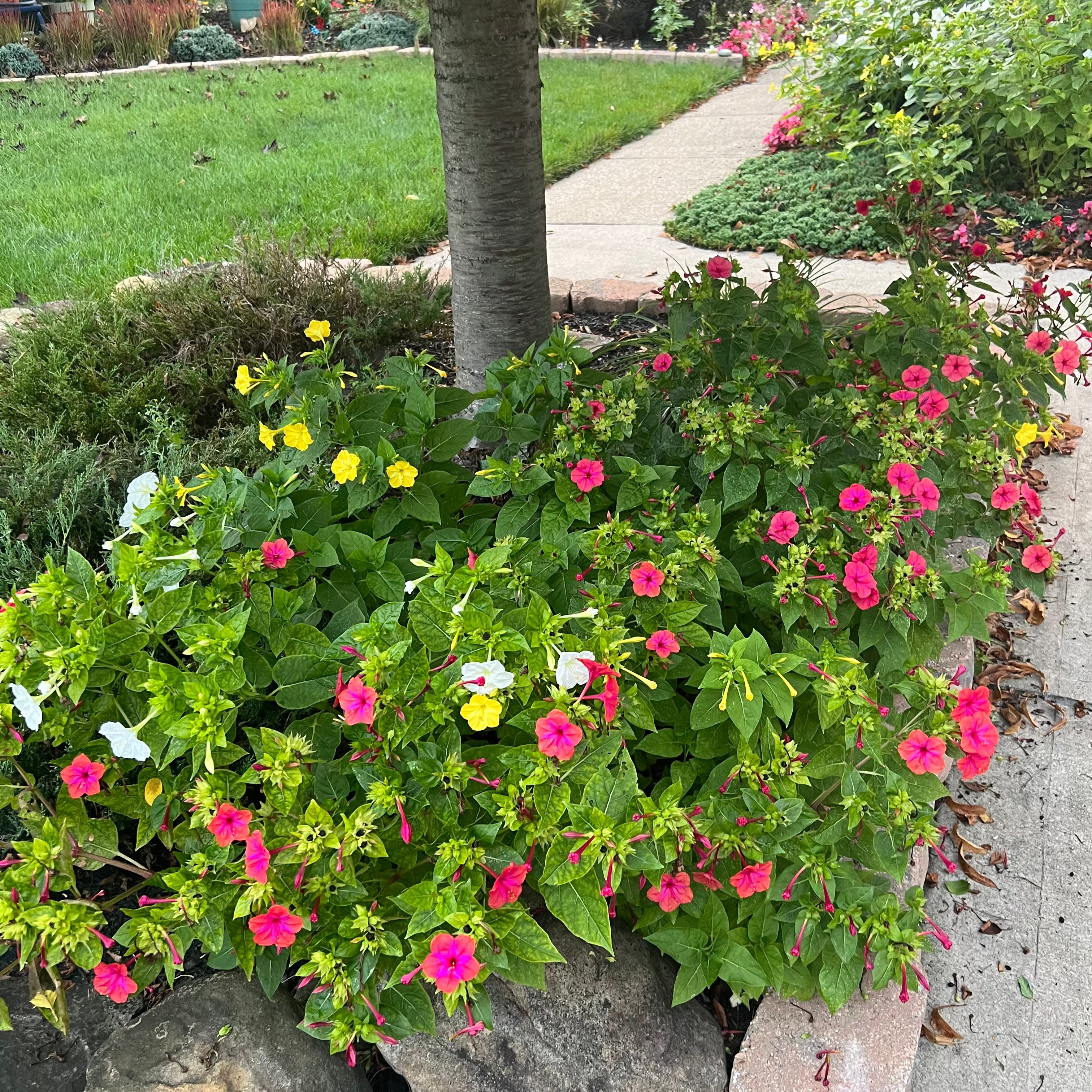 Wonderflowers (Mirabilis)
