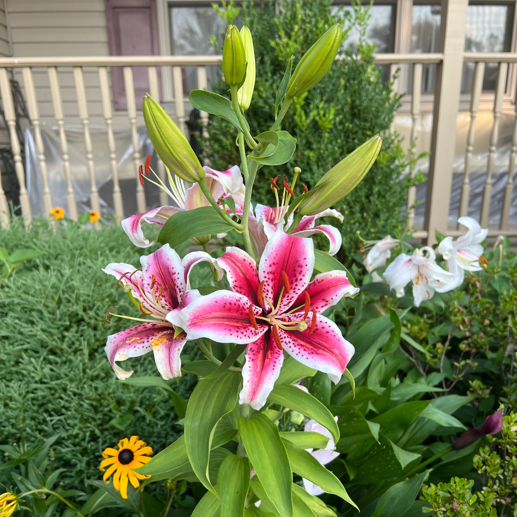 Stargazer Lily