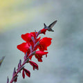 Gladiolus - Red