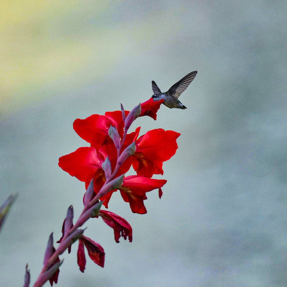 Gladiolus - Red