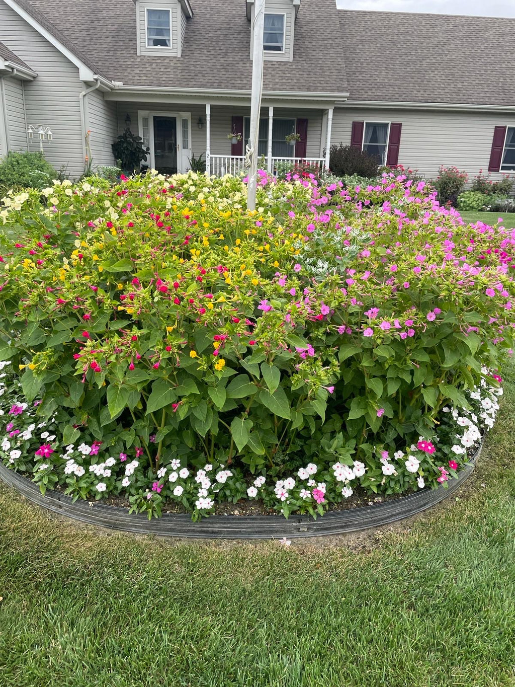 Wonderflowers (Mirabilis)