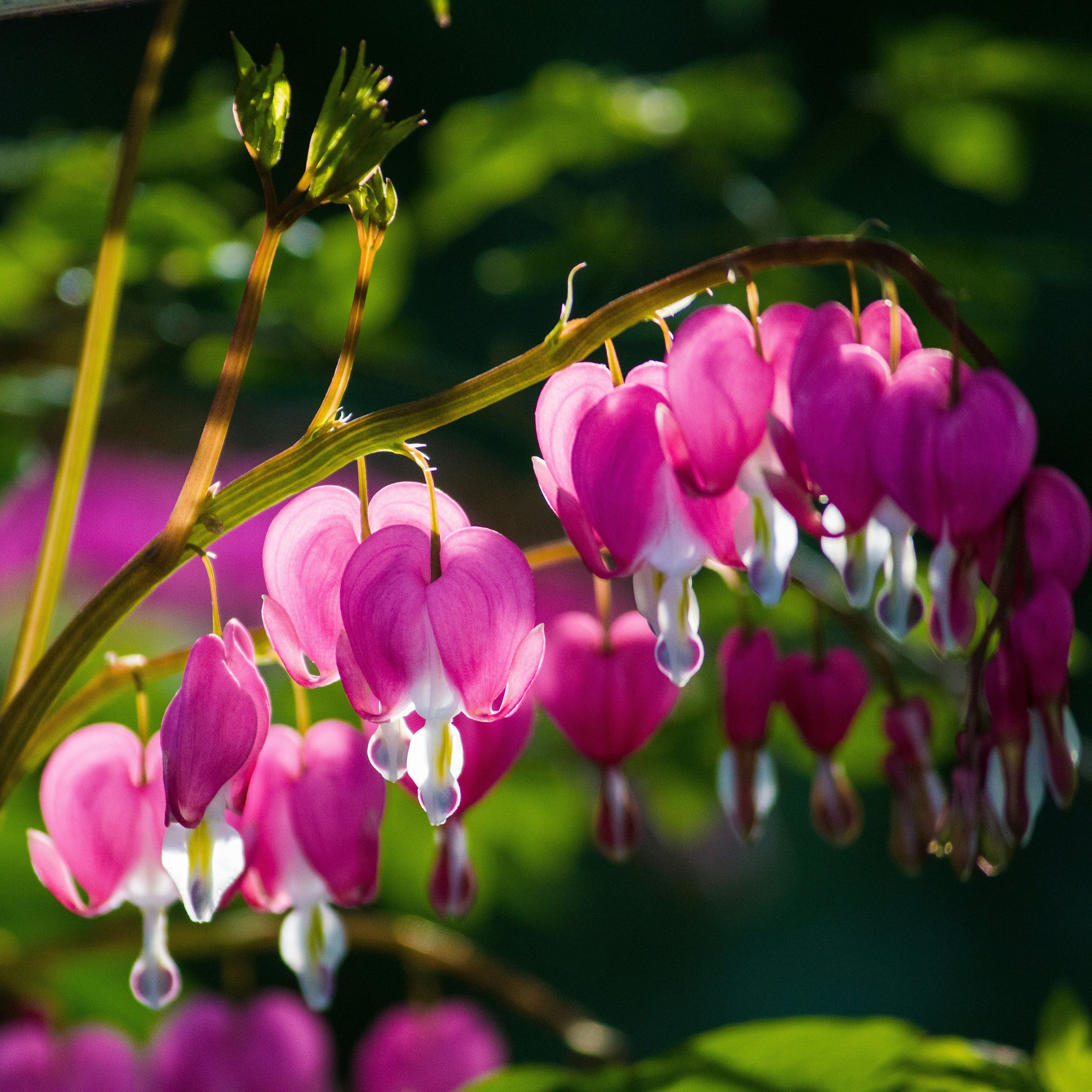 Bleeding Hearts