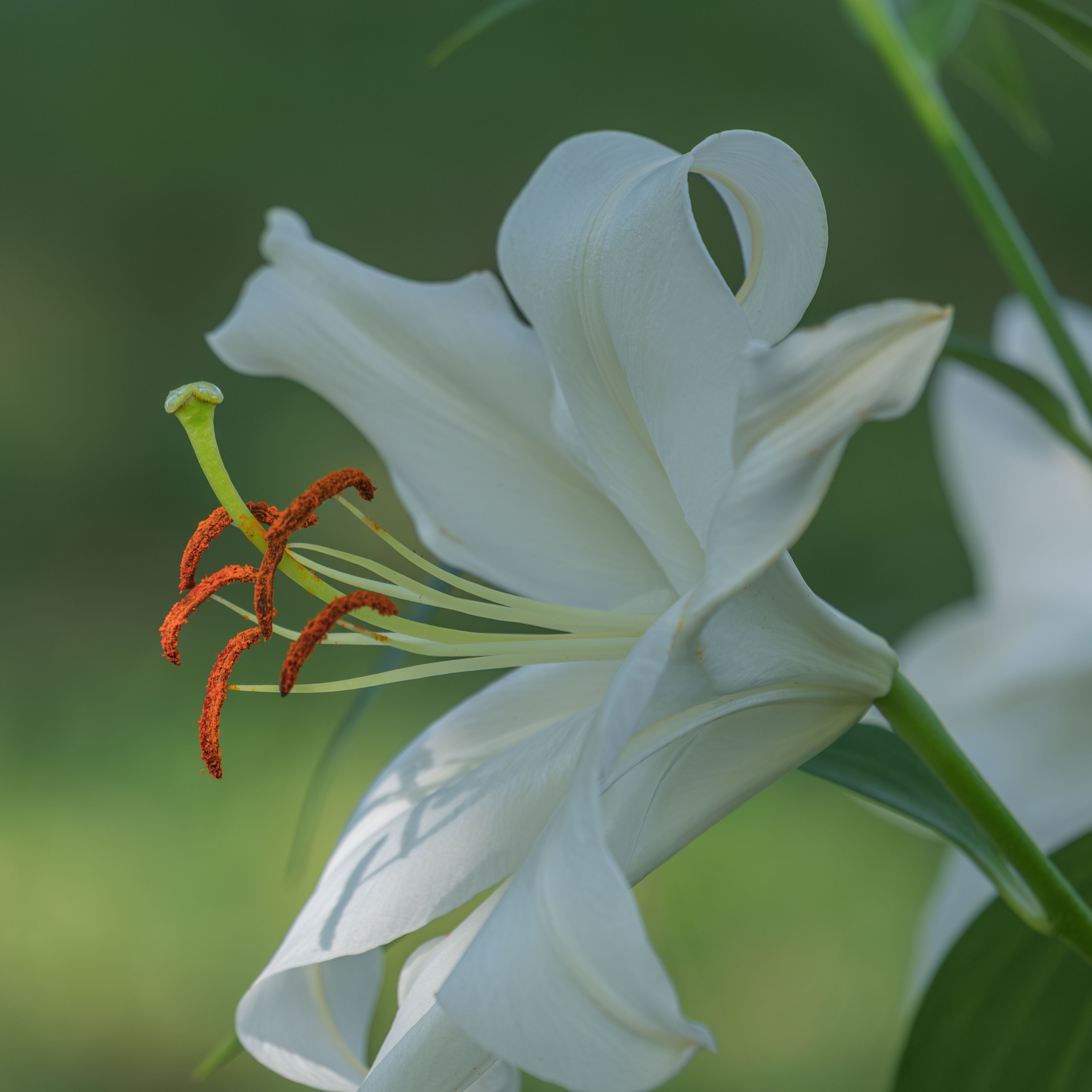 Casablanca Lily – www.yourgardenspecialist.com