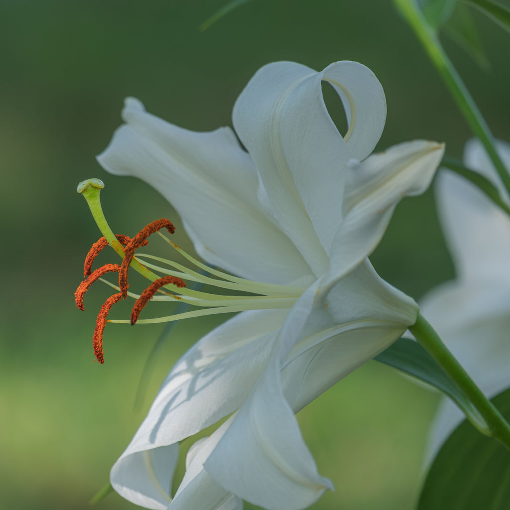 Casablanca Lily