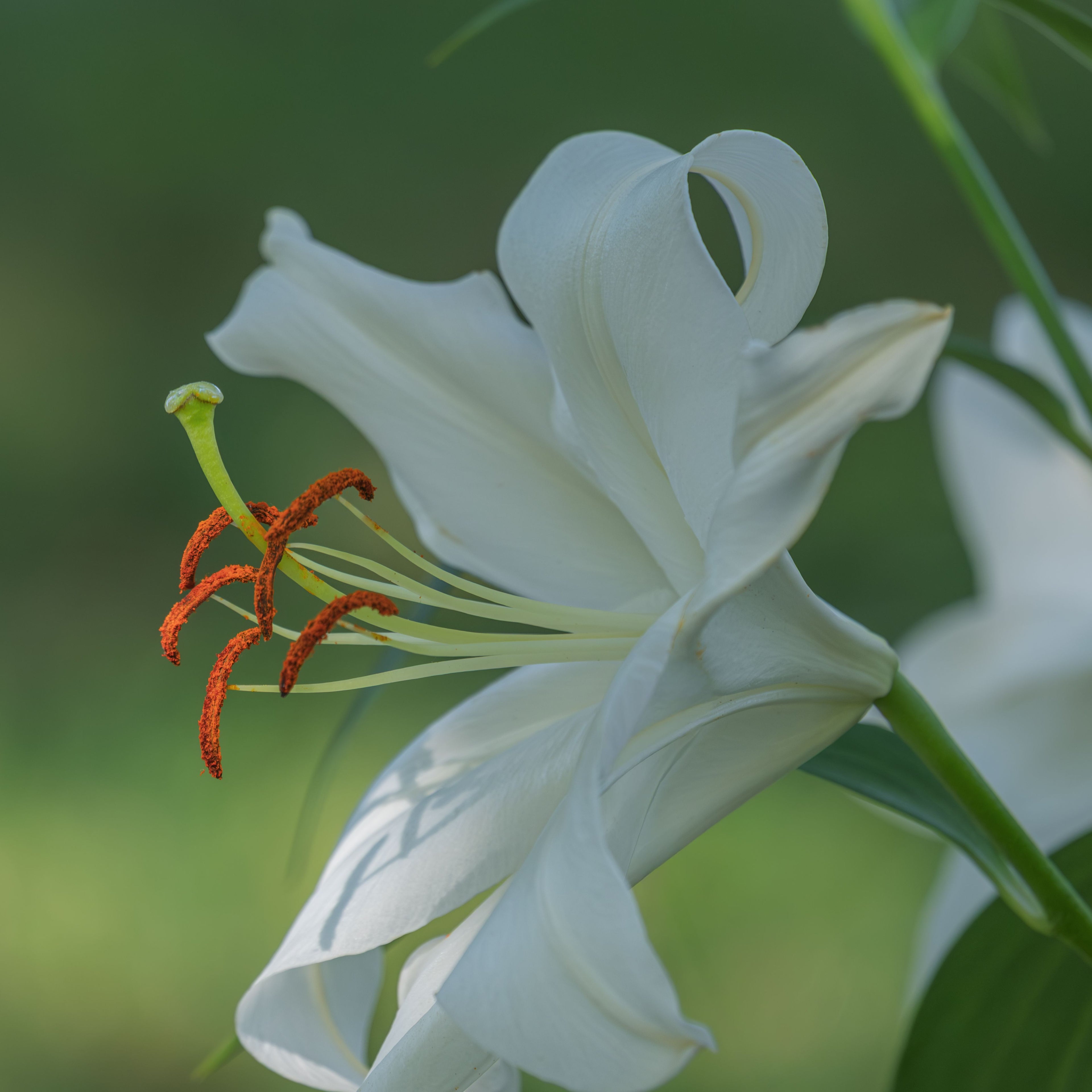 Casablanca Lily