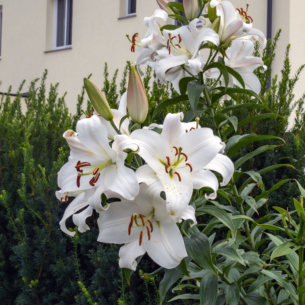 Casablanca Lily