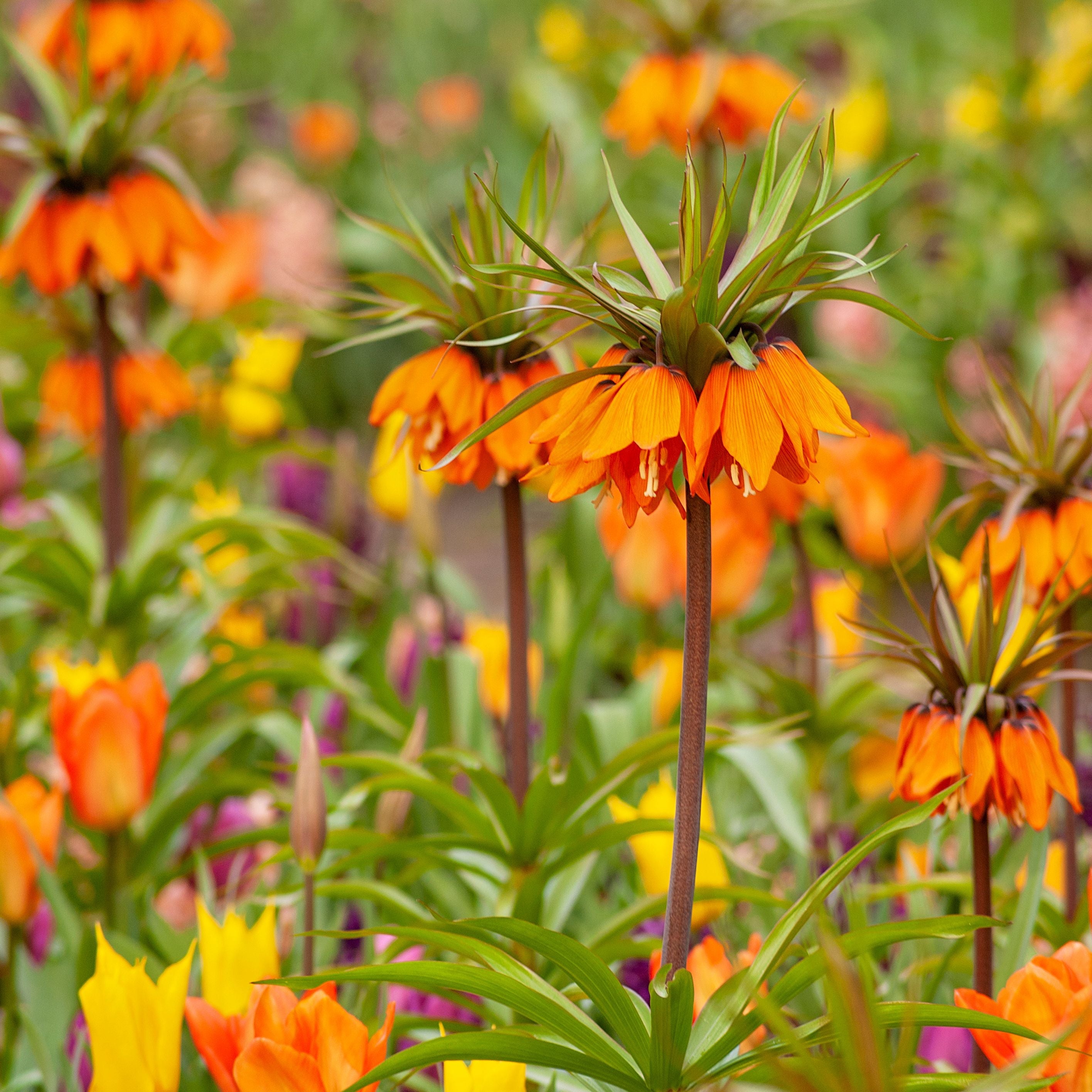 Fritillaria 'Rubra Maxima'
