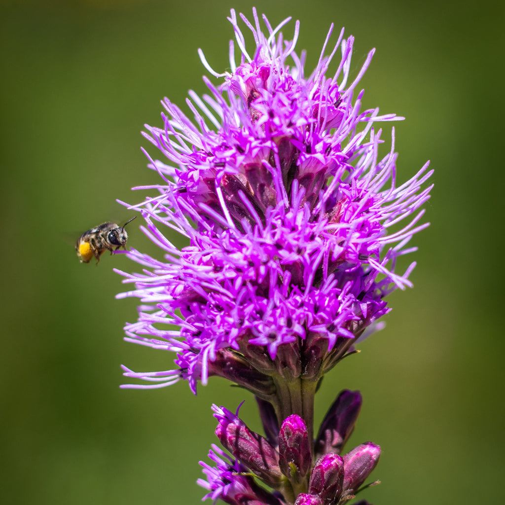 Liatris Spicata