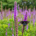 Liatris Spicata