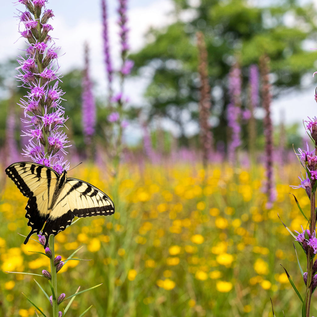 Liatris Spicata