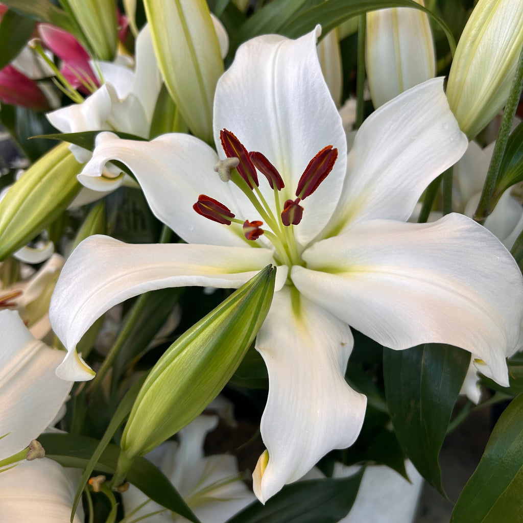 Casablanca Lily