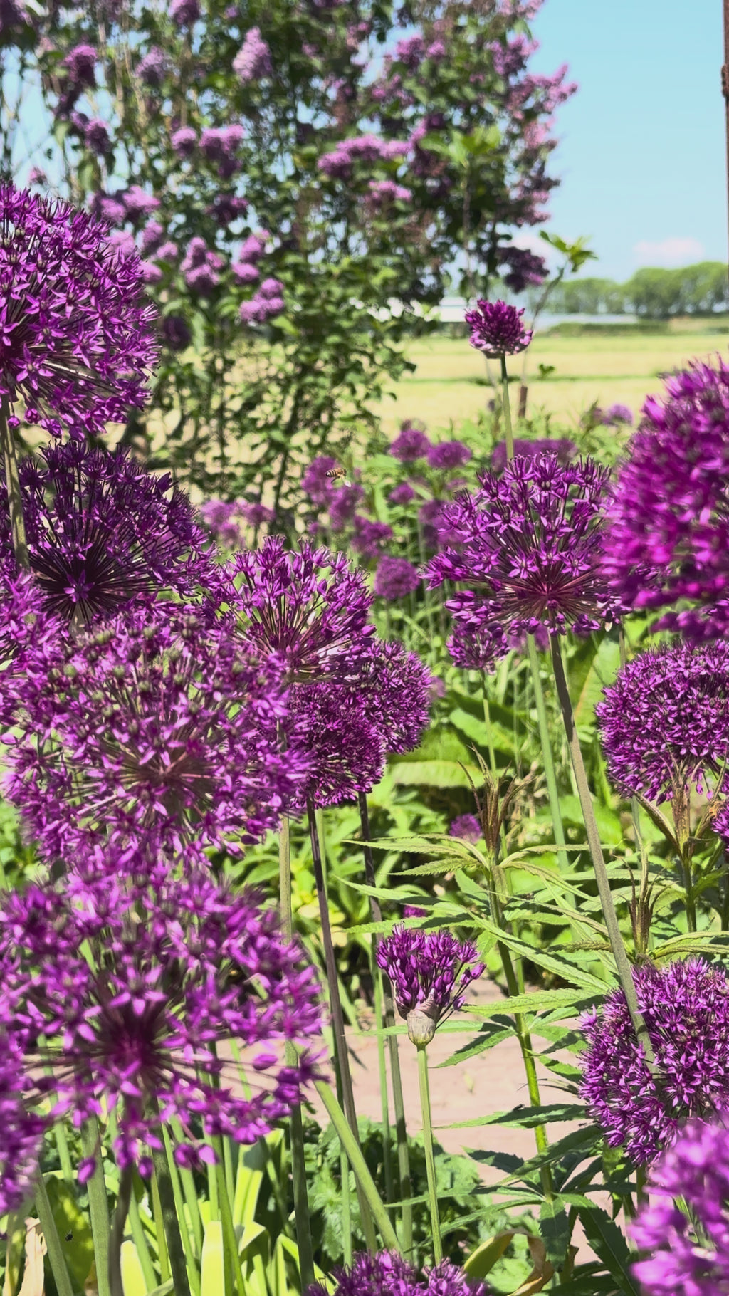 Allium Gladiator