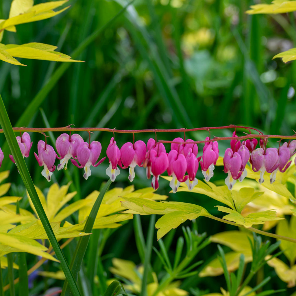 Bleeding Hearts