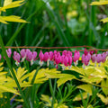 Bleeding Hearts