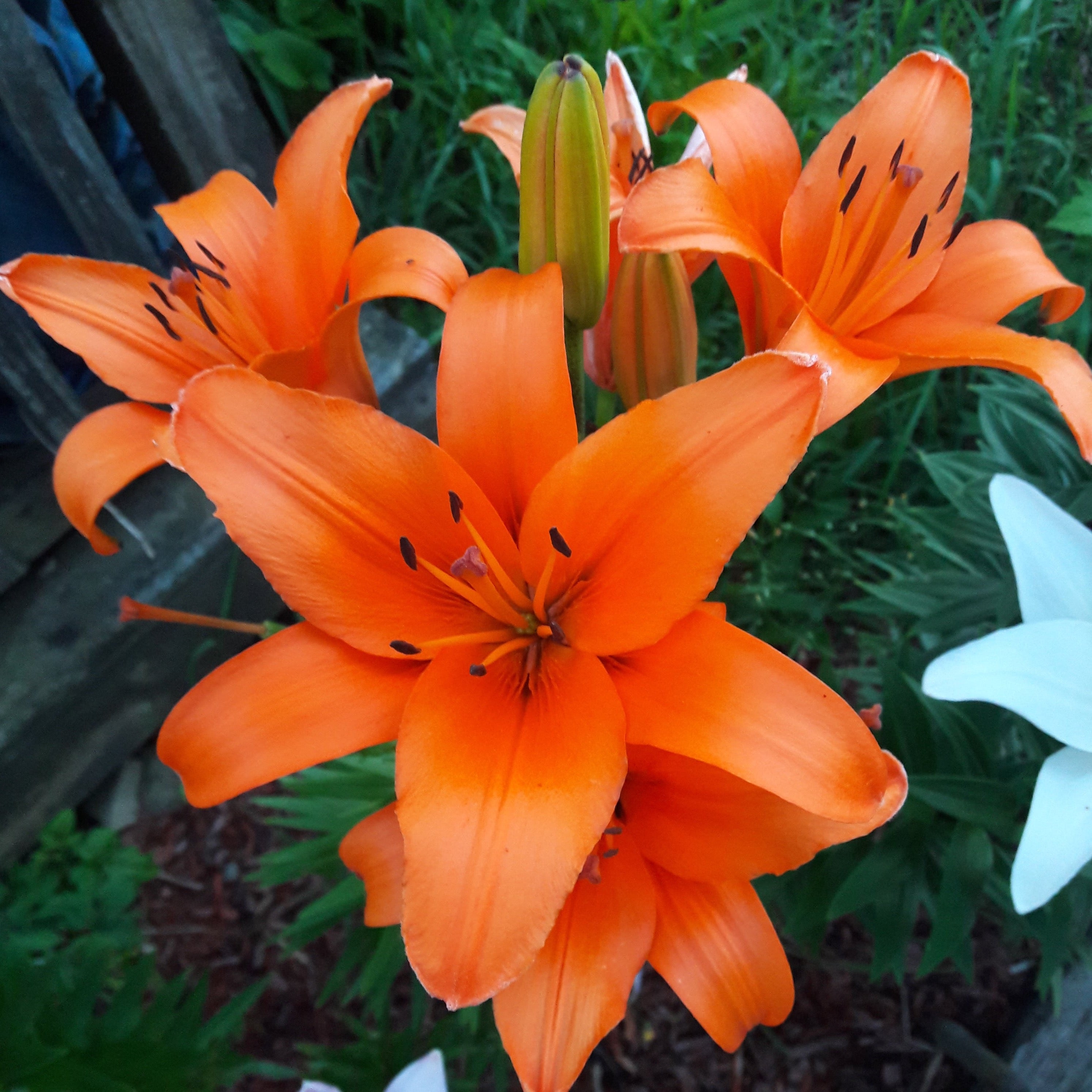 orange ton asiatic lily Orange Ton Lily – www.yourgardenspecialist.com