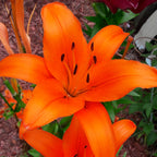 Bright orange Orange Ton Asiatic lily flower in close-up