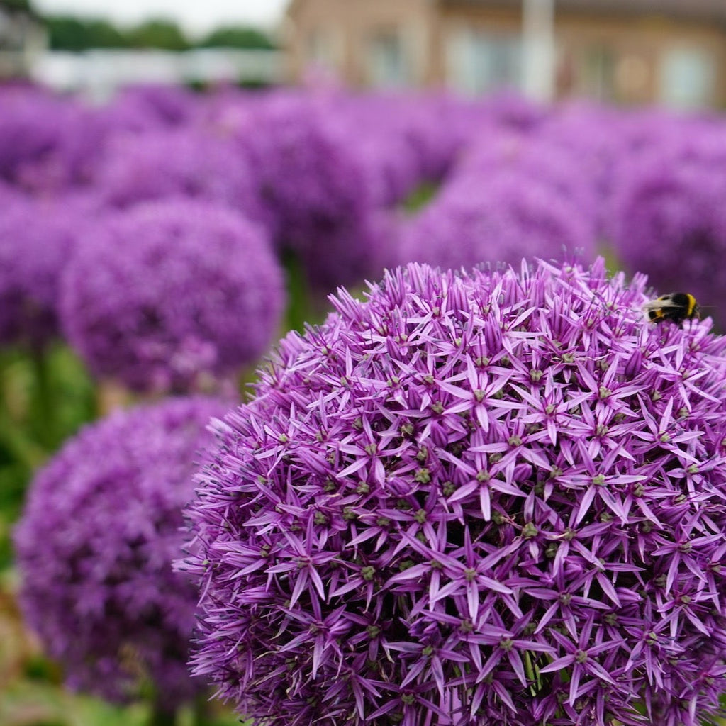 Your Garden Specialist Allium Globemaster