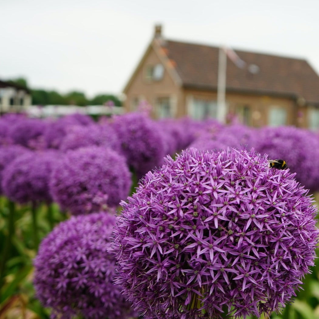 Your Garden Specialist Allium Globemaster