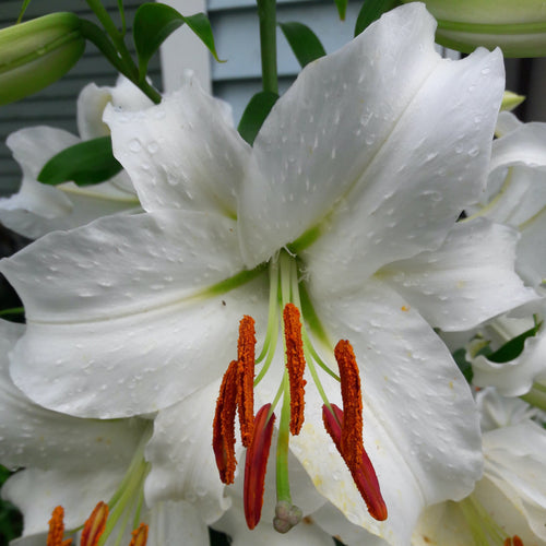 chaste white lily Casablanca Lily – www.yourgardenspecialist.com