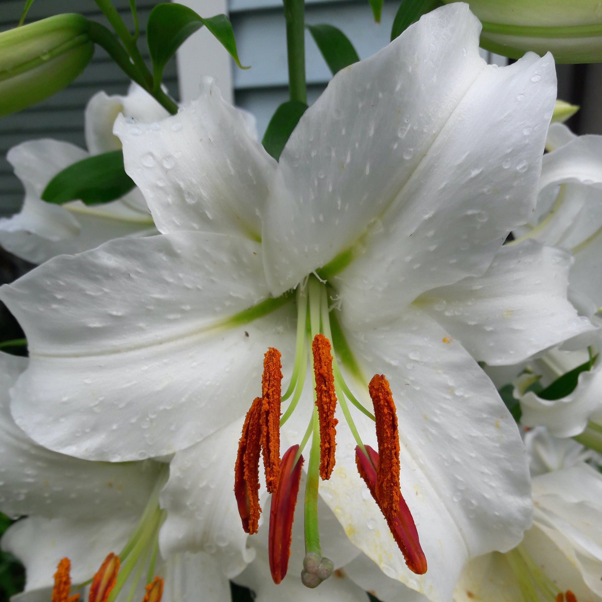 Your Garden Specialist Casa Blanca Oriental Lily