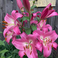 Tall Tree Lily with dark pink fragrant blooms