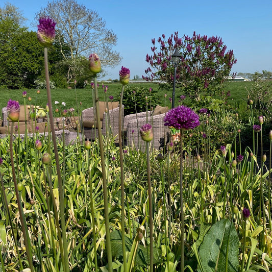 Allium Purple Sensation