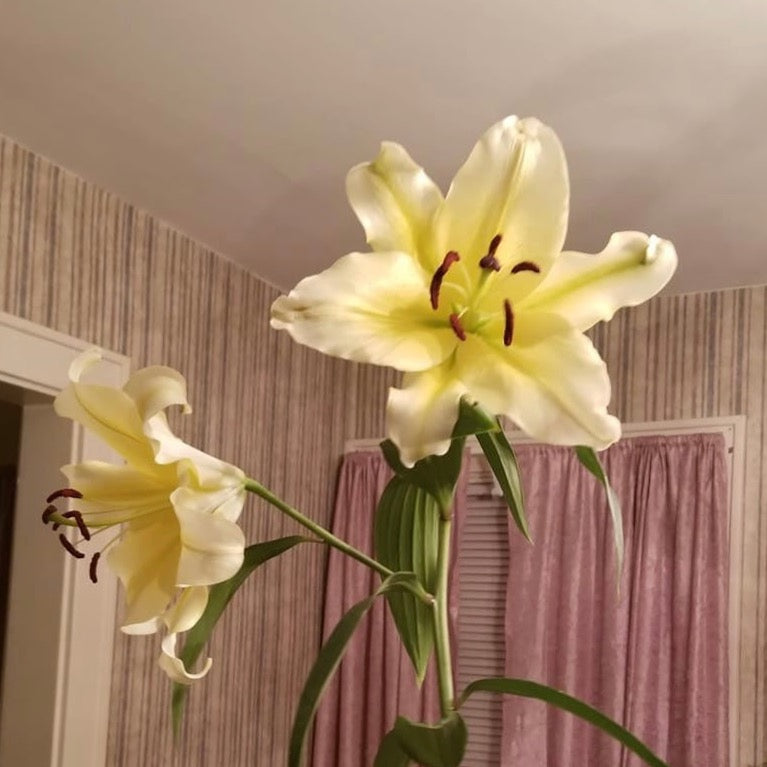 Your Garden Specialist Conca D'or Oriental Lily