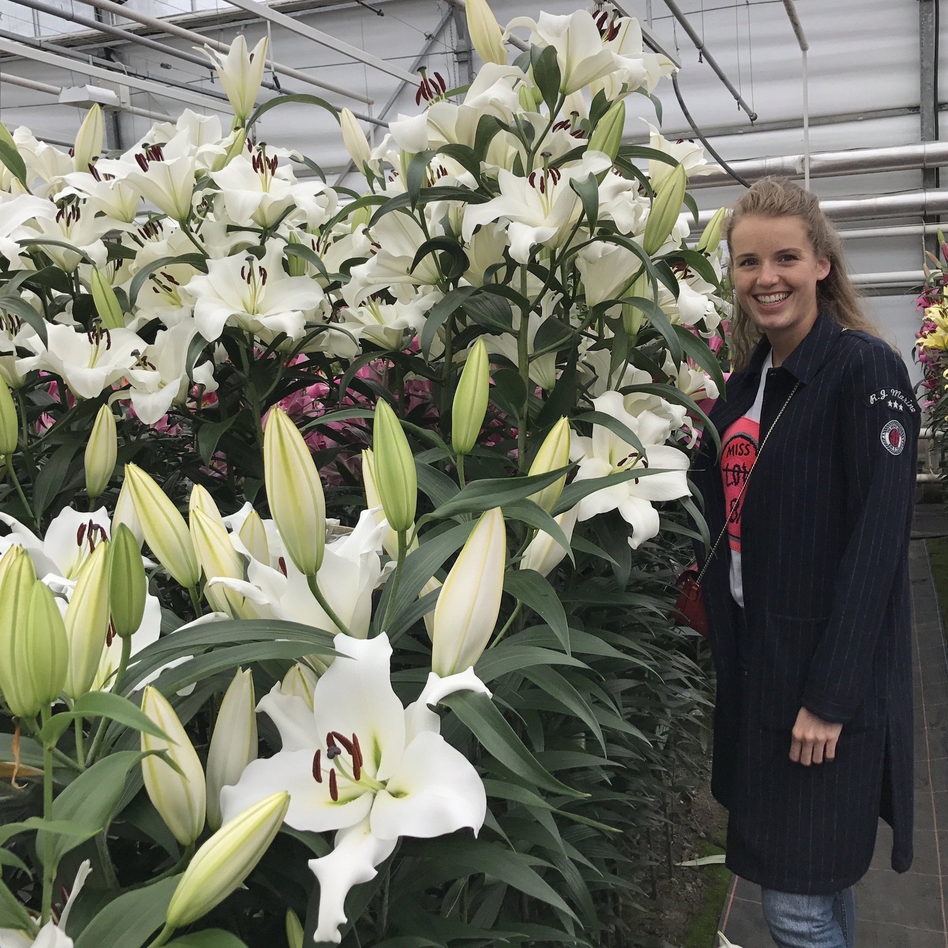 treachery lily white Tree Lily White – www.yourgardenspecialist.com