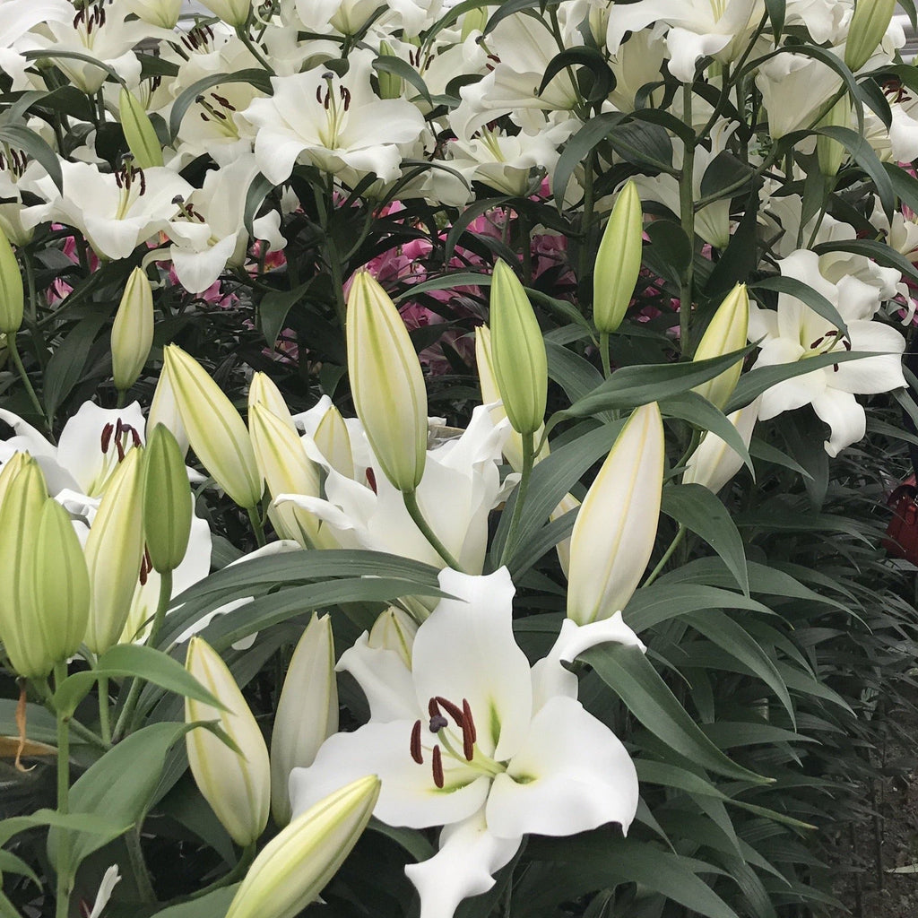 Your Garden Specialist Tree Lily White